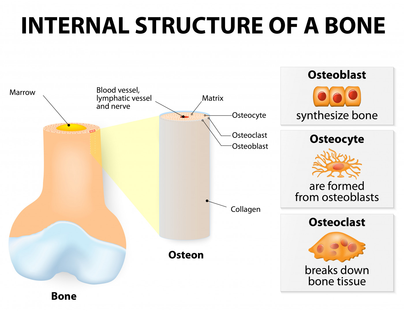 scientists-identify-possible-gd-linked-bone-disease-therapeutic-target